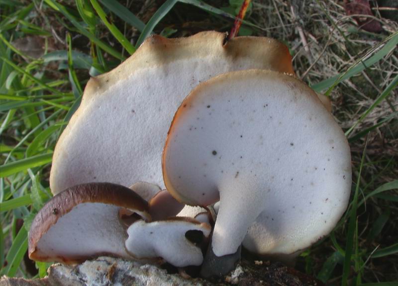 Escursione autunnale in Corsica - 3